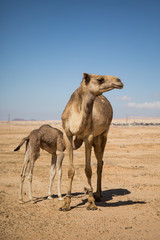 Jordan camels
