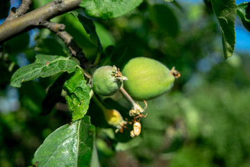 Immature apples close up in spring on a sunny day