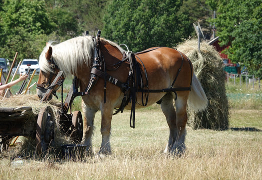 Pferd mit Geschirr