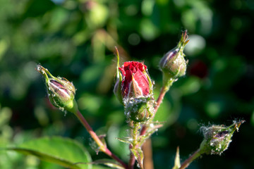 Red wild rose flowers unblown close up in spring