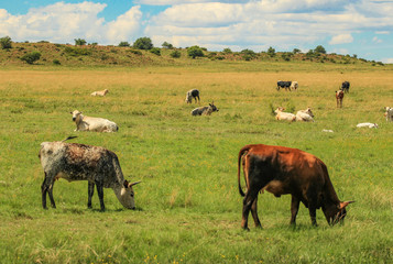Fototapeta premium Cattle in a pasture