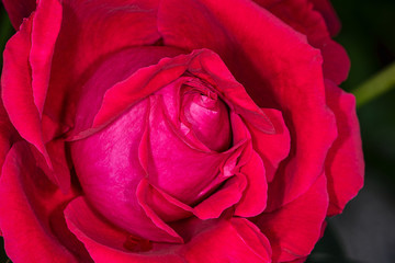 Rose Blüte aufgehen Makro rot frisch zart wunderbar Königing