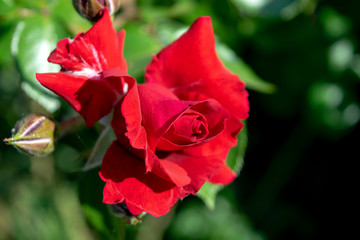 Wild rose red bush flower closeup