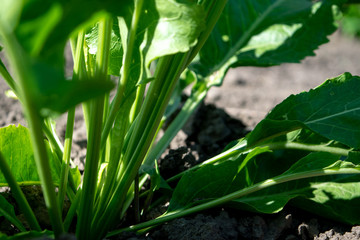 Obraz premium Horseradish leaves plant close-up