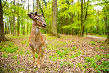 Deer on territory of medieval castle Blatna in spring time, Czech Republic