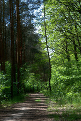 Fototapeta premium Grass path in a pine forest, Poznań, Poland