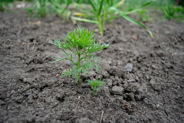 Young dill plant close up end of spring