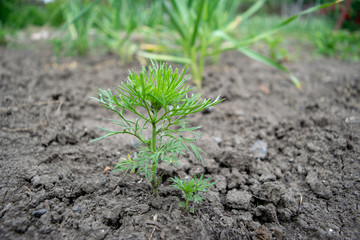 Dill plant on a sunny day close up end of spring