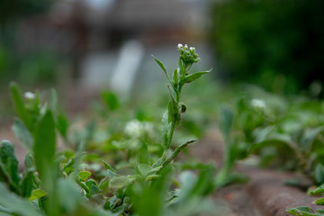 Small green plant flower closeup