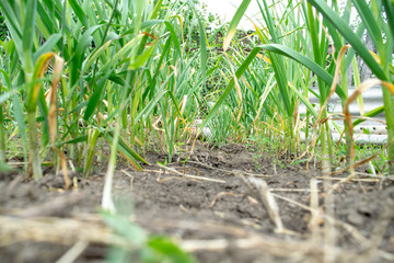 Garlic in the garden on a sunny day