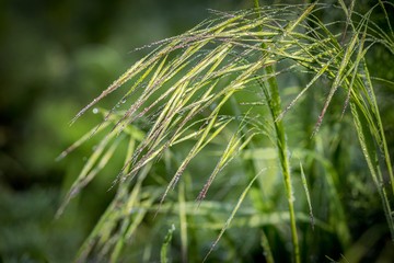 rosa na trawie © Henryk Niestrój