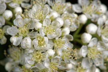 Flowers of a rowan tree