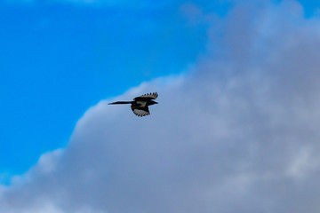 megpie flying in the sky