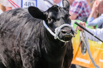Handler shows an Aberdeen Angus cattle cow breed at an agricultural show