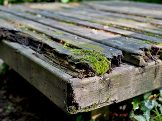 Wood lost in the forest