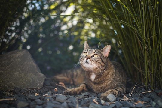 tabby domestic shorthair cat relaxing under a bush of pampas grass looking up