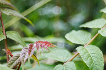 primavera di fiori e colori