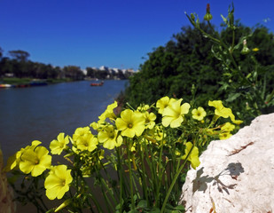 Obraz premium cespuglio di fiori gialli in primo piano con lo sfondo del fiume