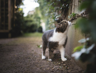 tabby white british shorthair cat smelling on a stone wall covered with ivy