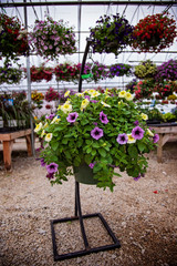 Fototapeta na wymiar Hanging Basket Flowers