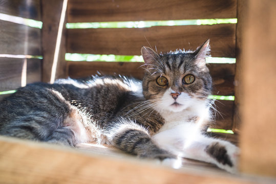 tabby white british shorthair cat lying in a fruit crate on a sunny day relaxing