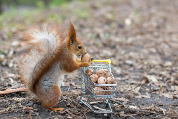 Red squirrel with shopping cart