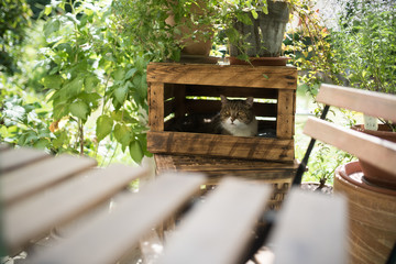 tabby and white british shorthair cat resting in fruit crate in the back yard