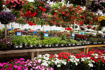 Obraz premium Garden Center Greenhouse