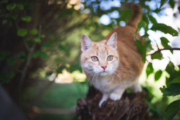 Naklejka na ściany i meble tabby red ginger cat sitting on tree stump