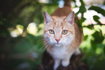 Naklejka na ściany i meble tabby red ginger cat sitting on tree stump outdoors in nature