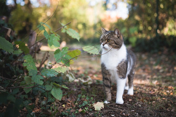 Naklejka na ściany i meble tabby white british shorthair cat standing in the garden looking to the side