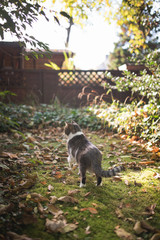 Obraz na płótnie Canvas tabby white british shorthair cat exploring the back yard in the autumn