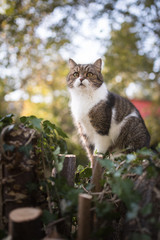 Naklejka na ściany i meble tabby white british shorthair cat sitting on tree stump observing the garden