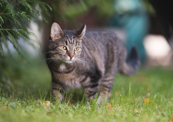 Naklejka na ściany i meble tabby domestic shorthair cat observing the back yard