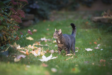 tabby domestic shorthair cat in the garden surrounded by autumn leaves looking to the side