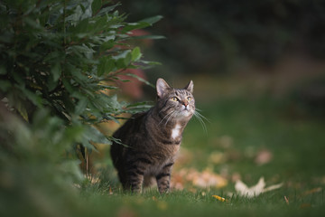 Naklejka na ściany i meble tabby domestic shorthair cat standing next to a bush in the garden looking up