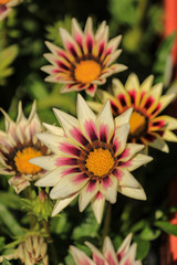 Obraz premium Beautiful Gazania flowers in a botanical garden
