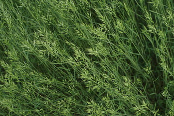 green grass seed on the meadow