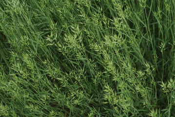 green grass seed on the meadow
