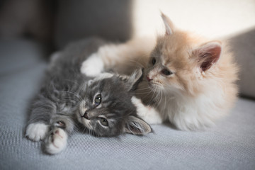 Fototapeta premium two maine coon kittens lying next to each other on a couch grooming