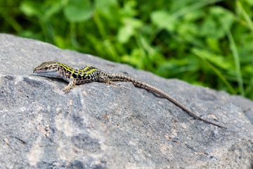 Lizard basks in the sun on a stone