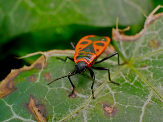 Insecte Gendarme dans la nature en France