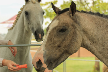 People and animals - human hand feeding a horse with carrot and another horse looking through a fence