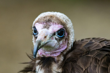 bird of prey