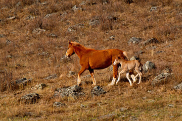 Russia. Horses on the free meadows of the Altai mountains
