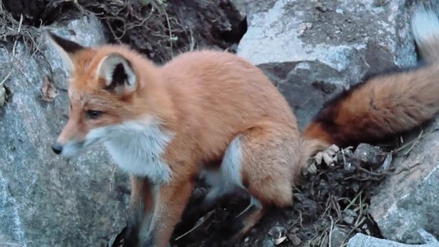 Couple of wild foxes outside the burrow. 4k