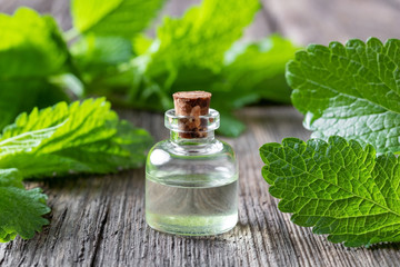 A bottle of melissa essential oil with fresh melissa twigs