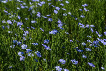 Flax blossoms. Green flax field in summer. Sunny day. Agriculture, flax cultivation. Selective focus. Field of many flowering plants (linum usitatissimum). Linum blooms