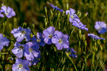 Flax blossoms. Green flax field in summer. Sunny day. Agriculture, flax cultivation. Selective focus. Field of many flowering plants (linum usitatissimum). Linum blooms