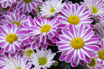 Fototapeta premium Purple-white chrysanthemums. Inflorescence purple lilac purple white. Daisies chrysanthemums, perennial garden flowers